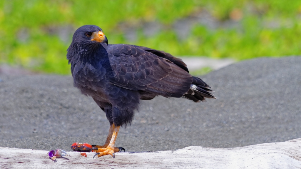 11 - Corcovado NP (17).jpg